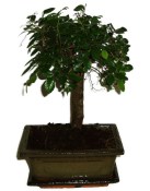 Zelkova 309 - pokojové bonsaje 